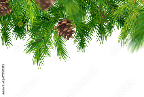 Coniferous Branches Background