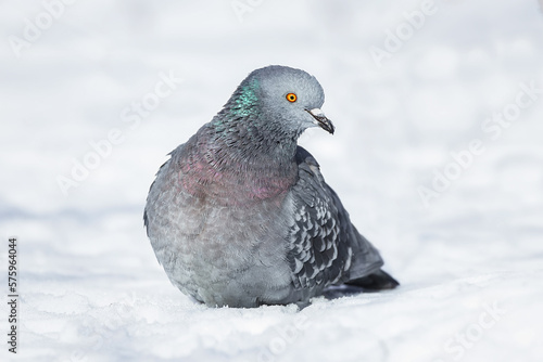 A beautiful pigeon sits on the snow in a city park in winter.
