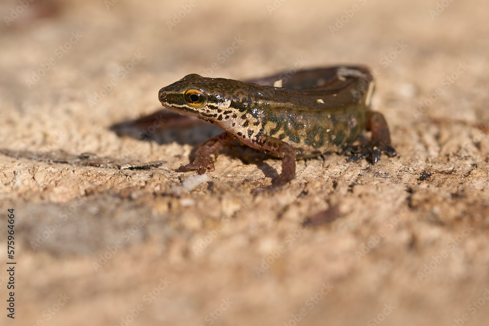 Lissotriton helveticus - palmate newt on a rock Lissotriton helveticus - palmate newt on a rock