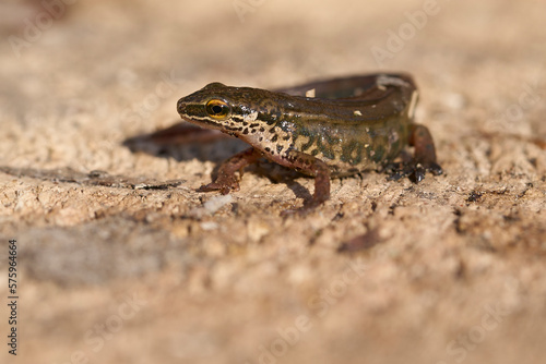 Lissotriton helveticus - palmate newt on a rock