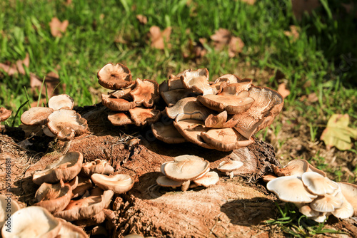 Mushroom on a log in the garden