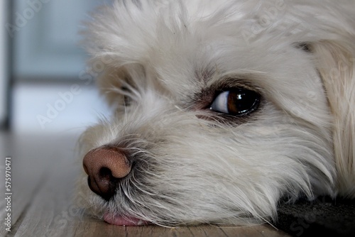 cara de bichón maltés