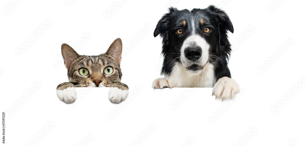 Banner two pets. border collie dog and cat, hanging its paws in a blank. Isolated on white background. Banner two pets. border collie dog and cat, hanging its paws in a blank. Isolated on white background.