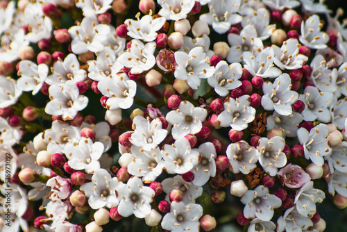 Viburnum flowers closeup. Blooming  floral bridal bouquet for wedding. Small fragrant white petal flowers with pink buds. Adoxaceae botanical tinus family.