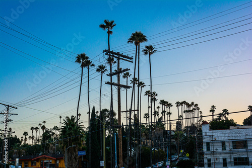 Palm trees in Sunset Boulevard, Silver Lake, Los Angeles, California

