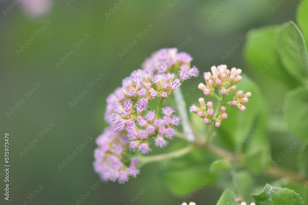 The flower of Pluchea indica is a species of flowering plant in the aster family, Asteraceae. Its common names include Indian camphorweed, Indian fleabane, and Indian pluchea The flower of Pluchea indica is a species of flowering plant in the aster family, Asteraceae. Its common names include Indian camphorweed, Indian fleabane, and Indian pluchea