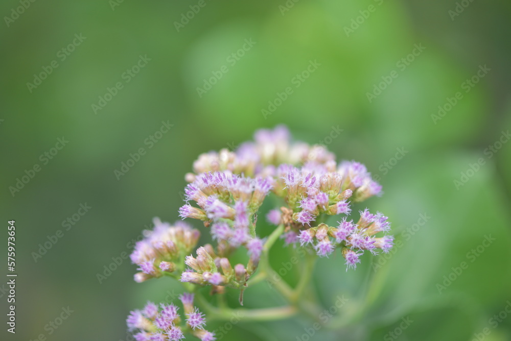 The flower of Pluchea indica is a species of flowering plant in the aster family, Asteraceae. Its common names include Indian camphorweed, Indian fleabane, and Indian pluchea The flower of Pluchea indica is a species of flowering plant in the aster family, Asteraceae. Its common names include Indian camphorweed, Indian fleabane, and Indian pluchea
