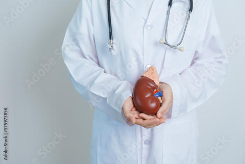 Doctor holding Anatomical kidney Adrenal gland model. disease of Urinary system and Stones, Cancer, world kidney day, Chronic kidney, Urology, Nephritis, Renal and Transplant concept photo