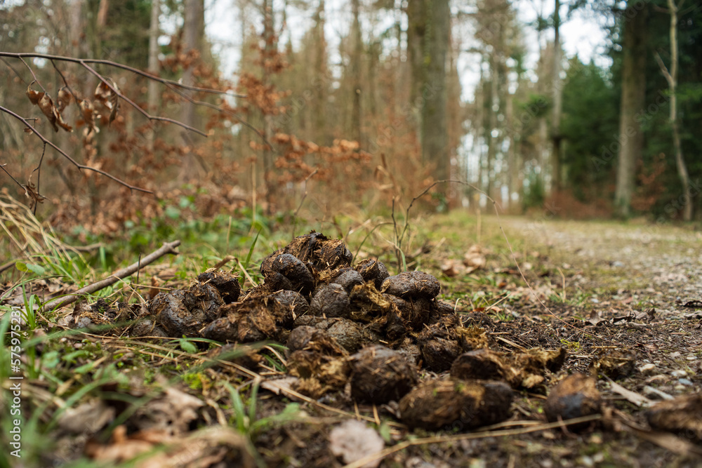 Horse droppings or manure heap on a forest pathway in Europe. Low angle shot, no people