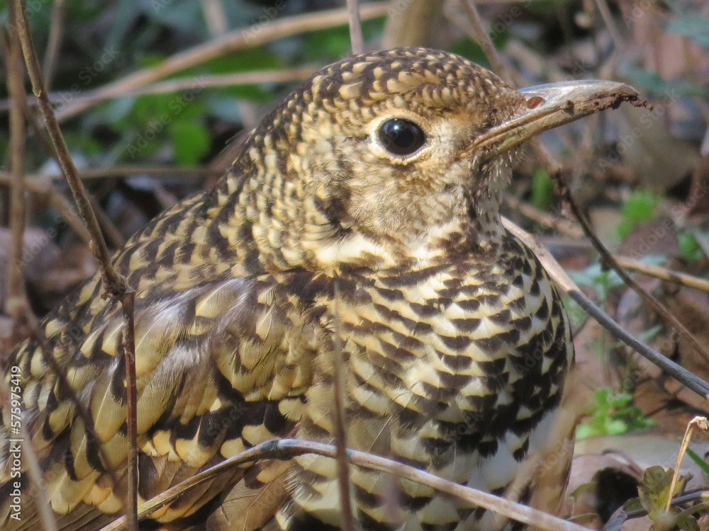 Fototapeta premium Tiger Thrush