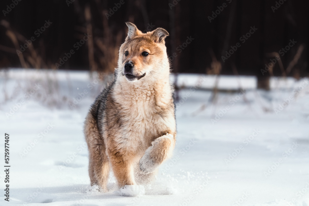 The dog Laika in the snow. wolf puppy in winter