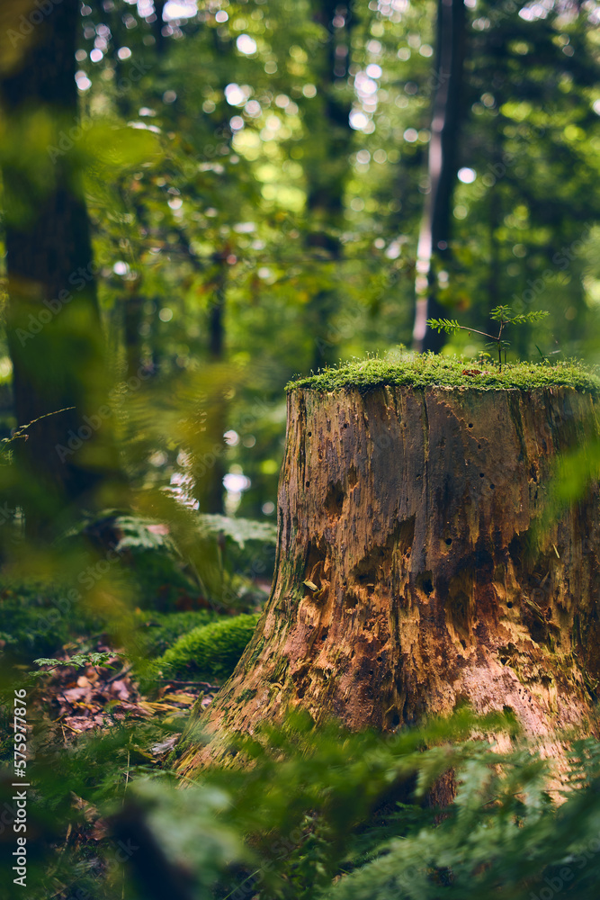 Moss covered tree stump in forest. High quality photo Moss covered tree stump in forest. High quality photo