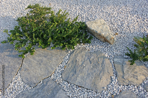 Garden details: Close-up of a light grey graveled area with flat slate slabs for a stepping stone path and occasional ground spreading plants. Contemporary garden design. No people.