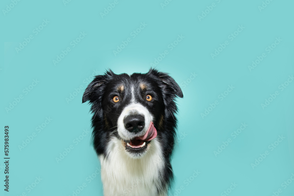 Hungry puppy dog summer or spring licking its lips with tongue and looking at camera. Isolated on blue colored background Hungry puppy dog summer or spring licking its lips with tongue and looking at camera. Isolated on blue colored background