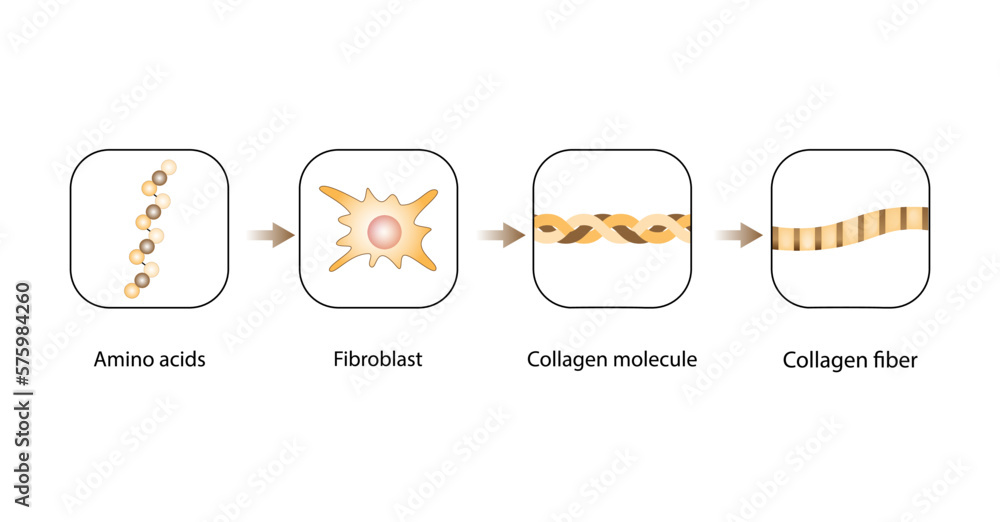 Collagen synthesis. From Amino acids, Peptides and Gelatin to Collagen