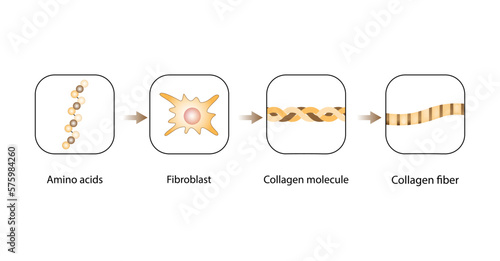 Collagen synthesis. From Amino acids, Peptides and Gelatin to Collagen molecule, Collagen fibers. fibroblasts. Anti-aging therapy. Vector illustration.