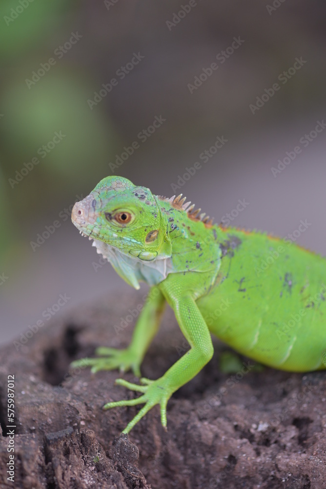 Iguana is a genus of herbivorous lizards that are native to tropical areas Iguana is a genus of herbivorous lizards that are native to tropical areas