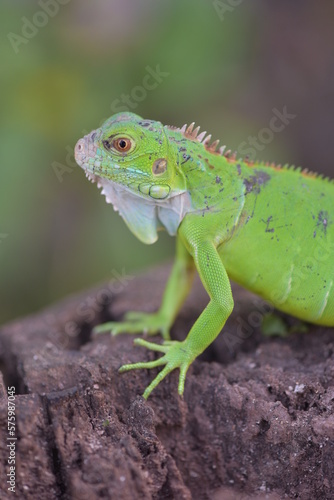 Iguana is a genus of herbivorous lizards that are native to tropical areas