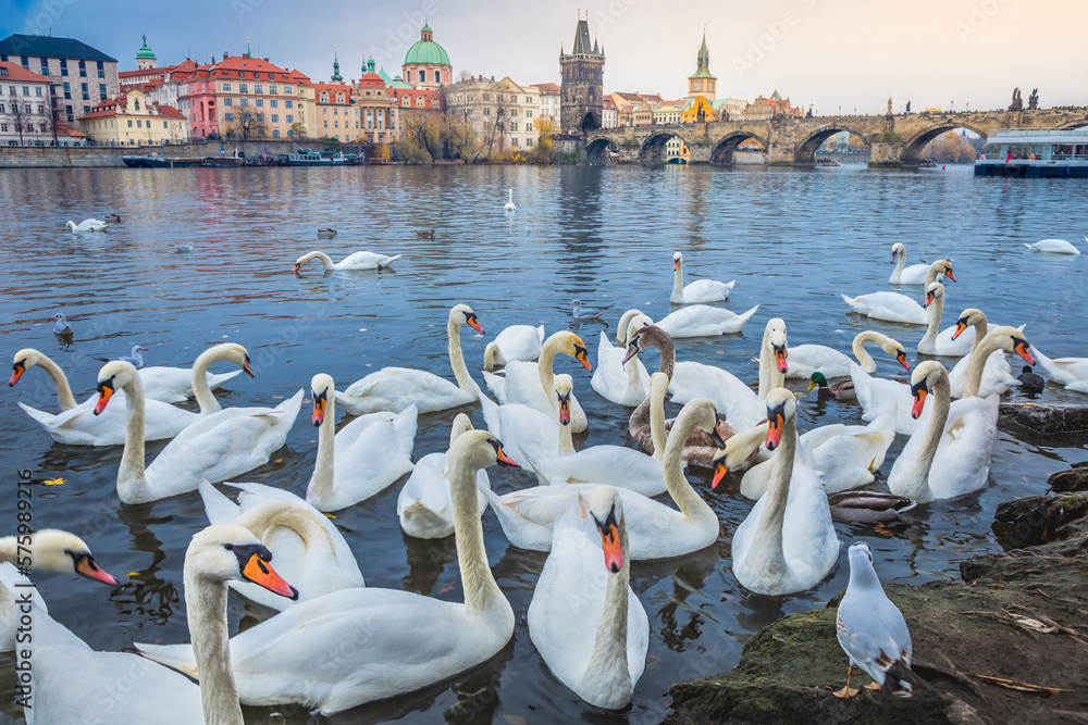 Group of Swans floating on Vltava river of Prague at sunrise, Czech Republic