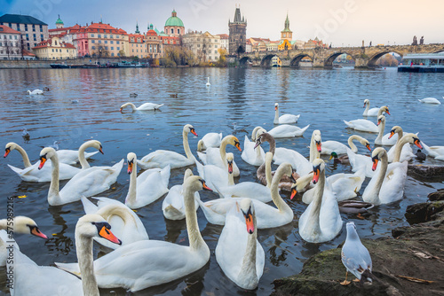 Obraz na płótnie Group of Swans floating on Vltava river of Prague at sunrise, Czech Republic w salonie