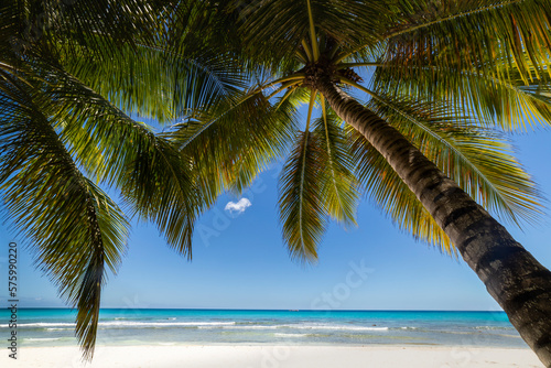 Tropical beach in caribbean sea  idyllic Saona island  Dominican Republic