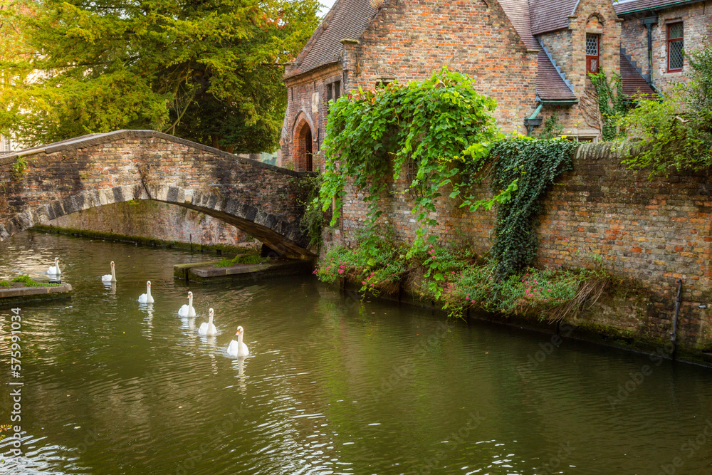 Architecture of idyllic Bruges with canal and swans floating in a row, Flanders, Belgium