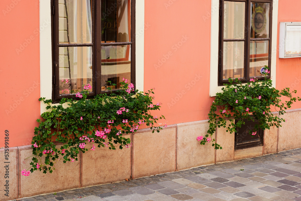 Lush pink and green Geraniums under wood windows. stucco facade. brown painted window frame. pink exterior wall. stone footing. cobblestone pavement. closeup view. european street detail. summer scene Lush pink and green Geraniums under wood windows. stucco facade. brown painted window frame. pink exterior wall. stone footing. cobblestone pavement. closeup view. european street detail. summer scene