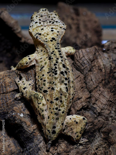 gecko lizard reptile on tree gecko eye scale photo