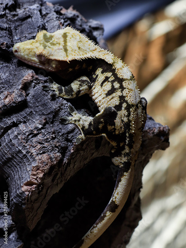 gecko lizard reptile on tree gecko eye scale photo