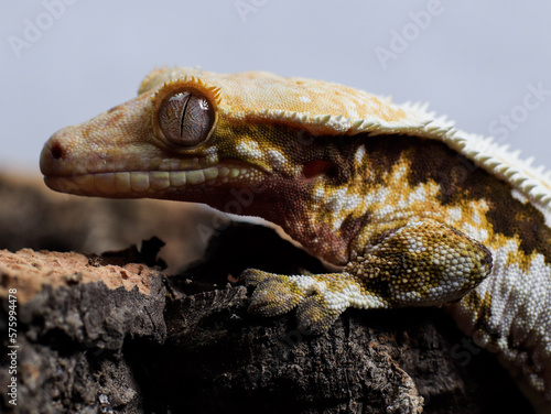 gecko lizard reptile on tree gecko eye scale photo