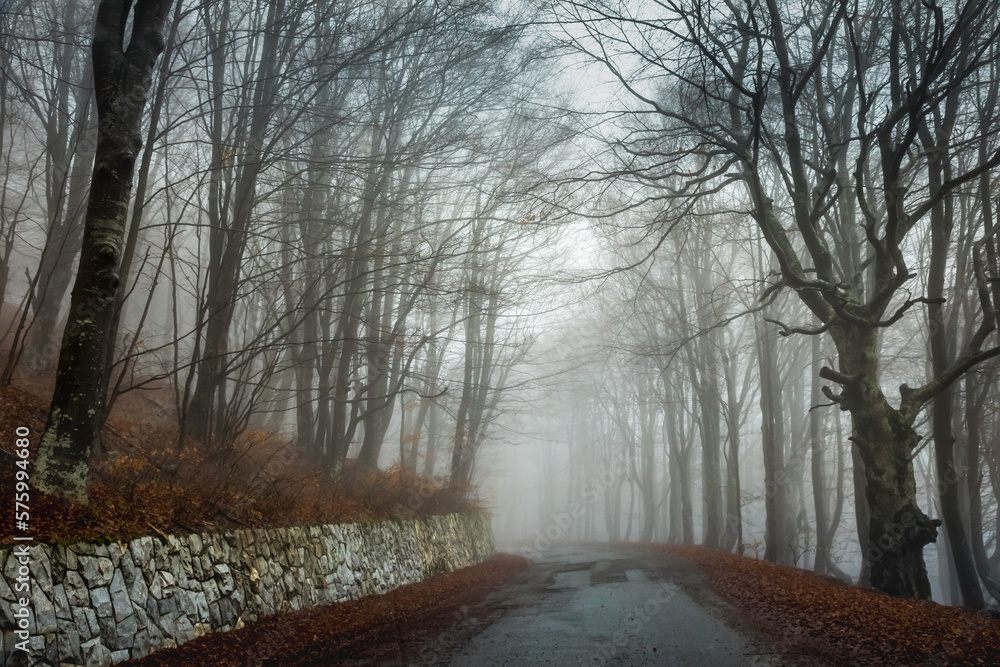 Spooky Road into Forest at autumn in Balkan Mountains, Bulgaria