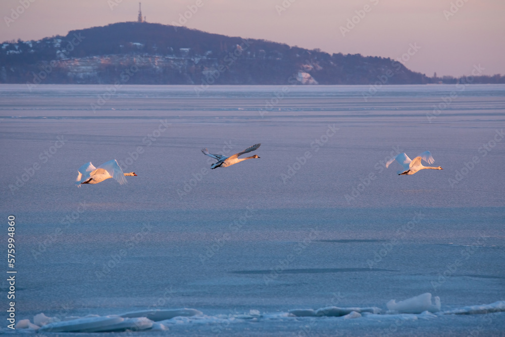 Three mute swans flying over the lake Balaton of Hungary in wintertime
