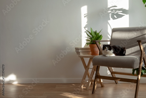 Fototapeta Naklejka Na Ścianę i Meble -  Scottish cat on gray chair in interior of living room. Homemade plans sansevieria, monstera, wooden decor. Light minimalistic scandinavian interior. Copy space