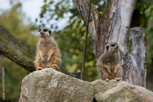  meerkat family playing in the expanse of Africa