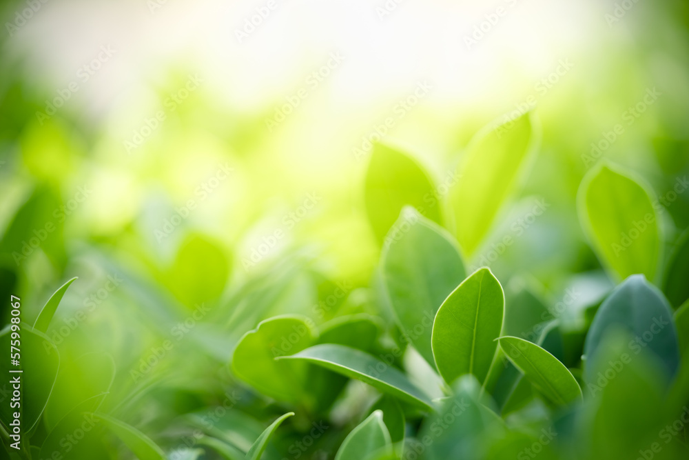 Natural green leaf texture with sun light use for nature background wallpaper cover page Natural green leaf texture with sun light use for nature background wallpaper cover page