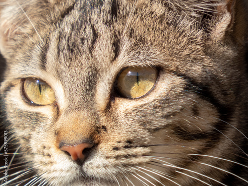 Detail of the head and the beautiful eyes of a brindle-colored stray cat .