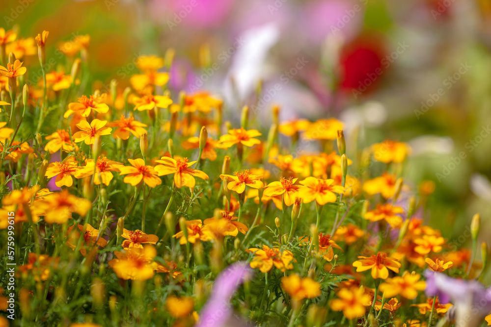 Flowering yellow flowers in the garden in sunny day. Natural summer background with soft focus. Flowering yellow flowers in the garden in sunny day. Natural summer background with soft focus.
