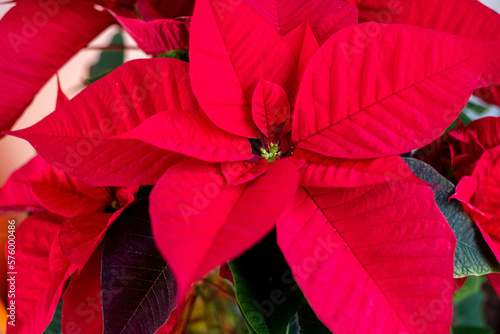 Detail of red leaves of Euphorbia pulcherrima