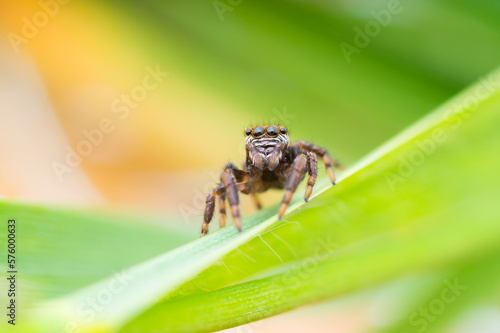 Wide macro close-up of a young jumping spider on a blade of grass (Evarcha arcuata female)