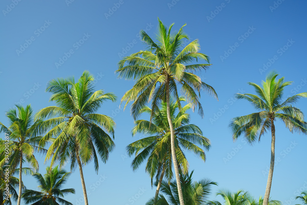 Tall beautiful palm trees against the blue sky Tall beautiful palm trees against the blue sky
