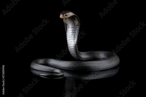 Konstfotografi Javanese cobra snake isolated on black background, snake habitat in Java Indones
