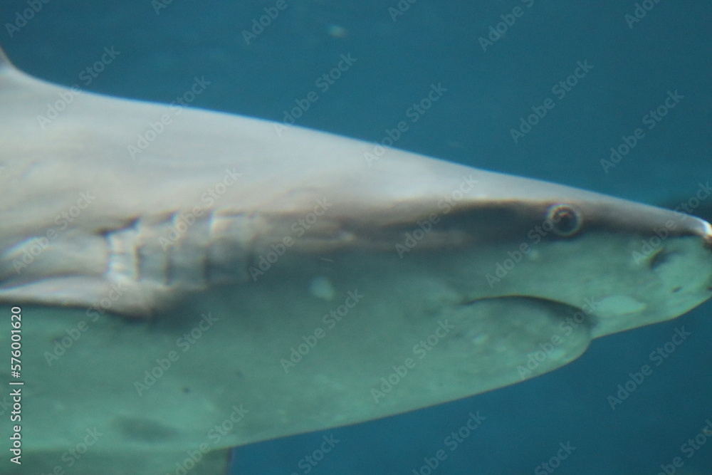 Fototapeta premium marine fish shark aquarium of Genoa-