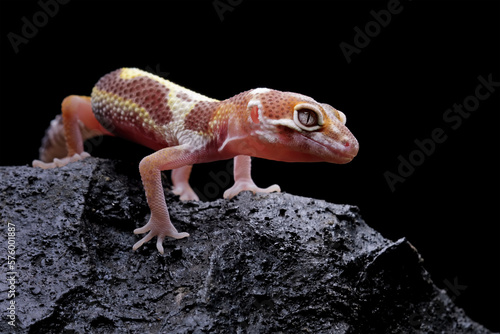 Leopard gecko lizard, Fat-tailed gekos on rock, eublepharis macularius, animal closeup