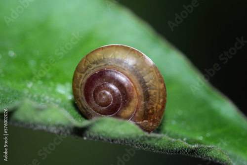 snails walk on leaves, leaf-eating slugs