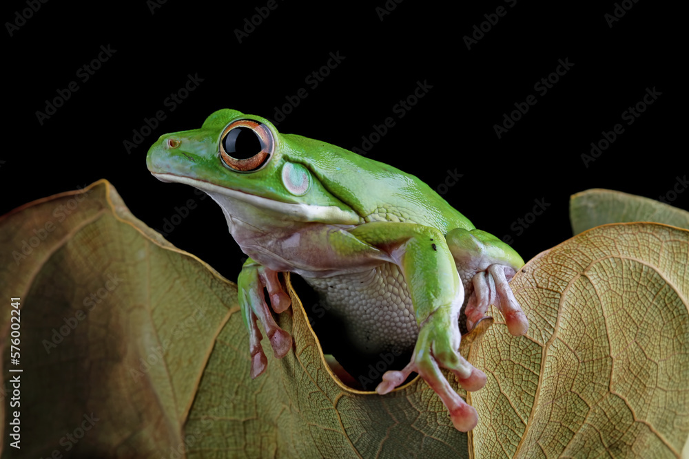 White-lipped tree frog on leaves, closeup green tree frog, animals closeup White-lipped tree frog on leaves, closeup green tree frog, animals closeup