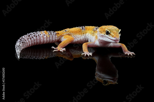 Fat-tailed geckos isolated on black background, leopard gecko lizard, eublepharis macularius