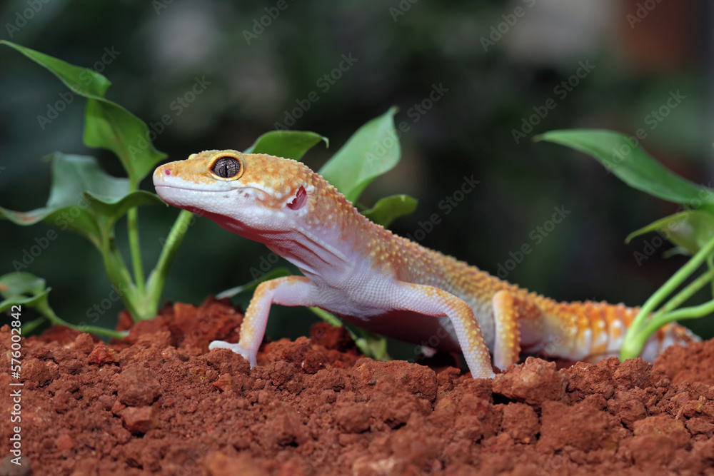 Fat-tailed geckos in its natural habitat, gecko lizard above ground, eublepharis macularius, animal closeup Fat-tailed geckos in its natural habitat, gecko lizard above ground, eublepharis macularius, animal closeup