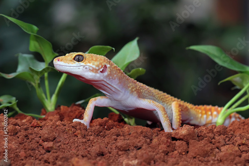 Fat-tailed geckos in its natural habitat, gecko lizard above ground, eublepharis macularius, animal closeup © Agus Gatam
