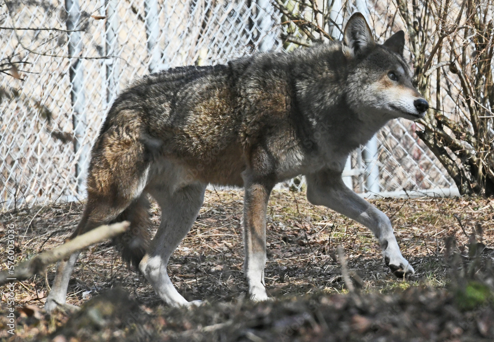 Fototapeta premium Endangered Red Wolf