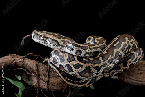 Python molurus bivittatus isolated on black background, Burmese python snake on branch, non-venomous snake